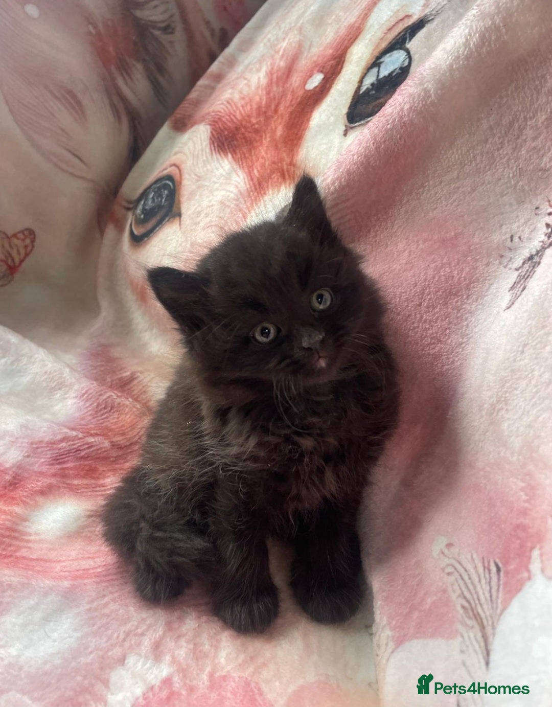 Mixed Breed cats for sale: Stunning kitty's please read full ad  - Image 12