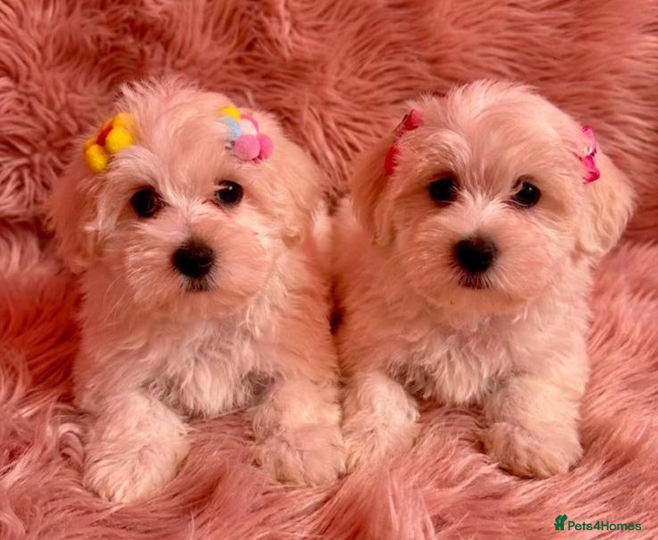 Maltipoo dogs STUNNING MALTIPOO GIRLS READY TO LEAVE NOW!  - Advert 4