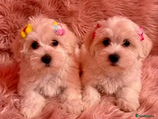 Maltipoo dogs STUNNING MALTIPOO GIRLS READY TO LEAVE NOW! - Advert 1