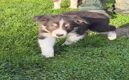 Border Collie dogs for sale: Border collie puppies  - Image 3