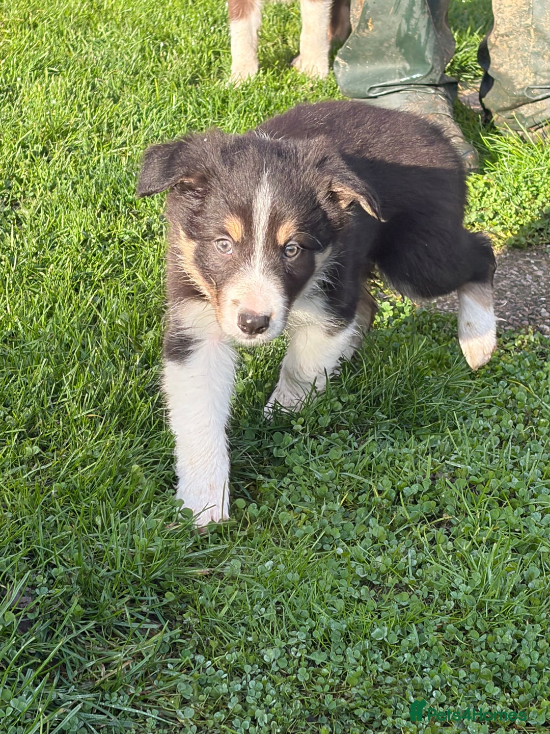 Border Collie dogs for sale: Border collie puppies  - Image 3