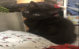 Scottish Fold cats for sale: STUNNING KITTENS FOR SALE! - Advert 7