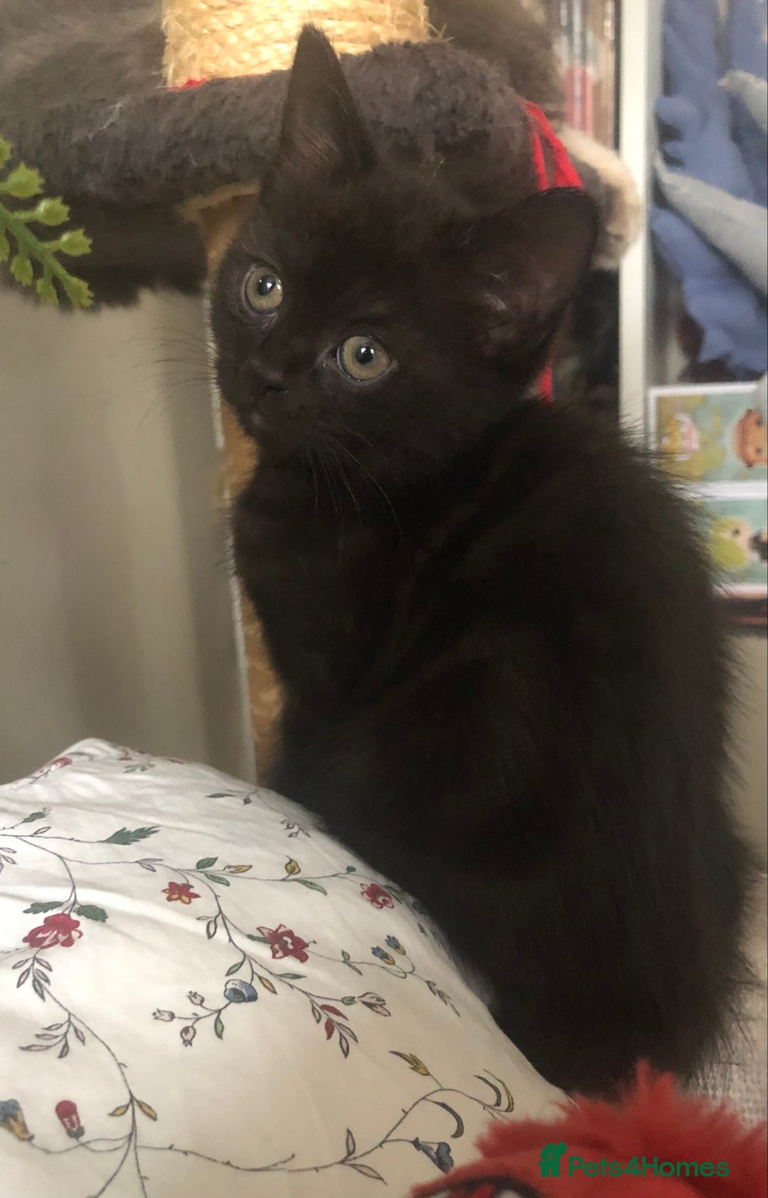 Scottish Fold cats for sale: STUNNING KITTENS FOR SALE! - Advert 7