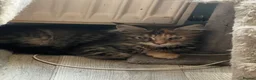 Maine Coon cats for sale: Beautiful 🐈‍⬛  - Advert 18