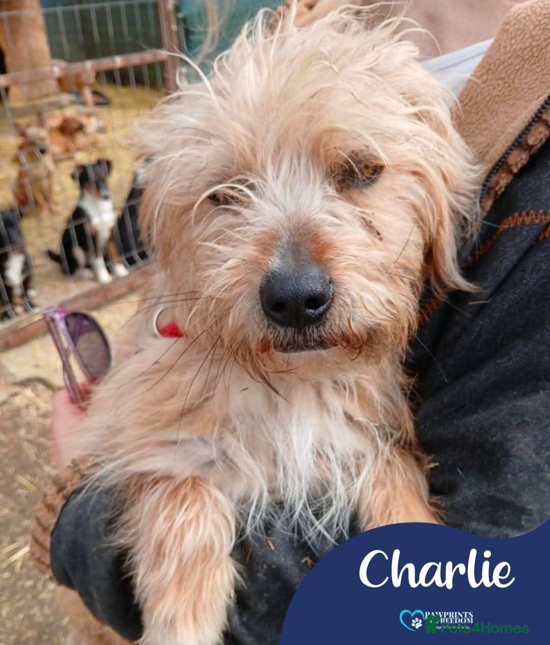 Mixed Breed dogs Meet Charlie, currently residing in Aberdeen - Advert 3
