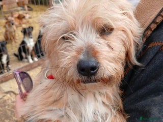 Mixed Breed dogs Meet Charlie, currently residing in Aberdeen - Advert 1