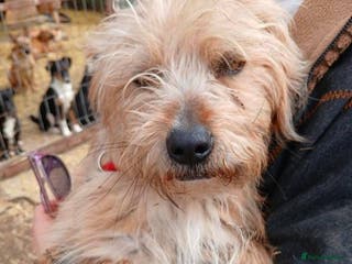 Mixed Breed dogs Meet Charlie, currently residing in Aberdeen - Advert 3