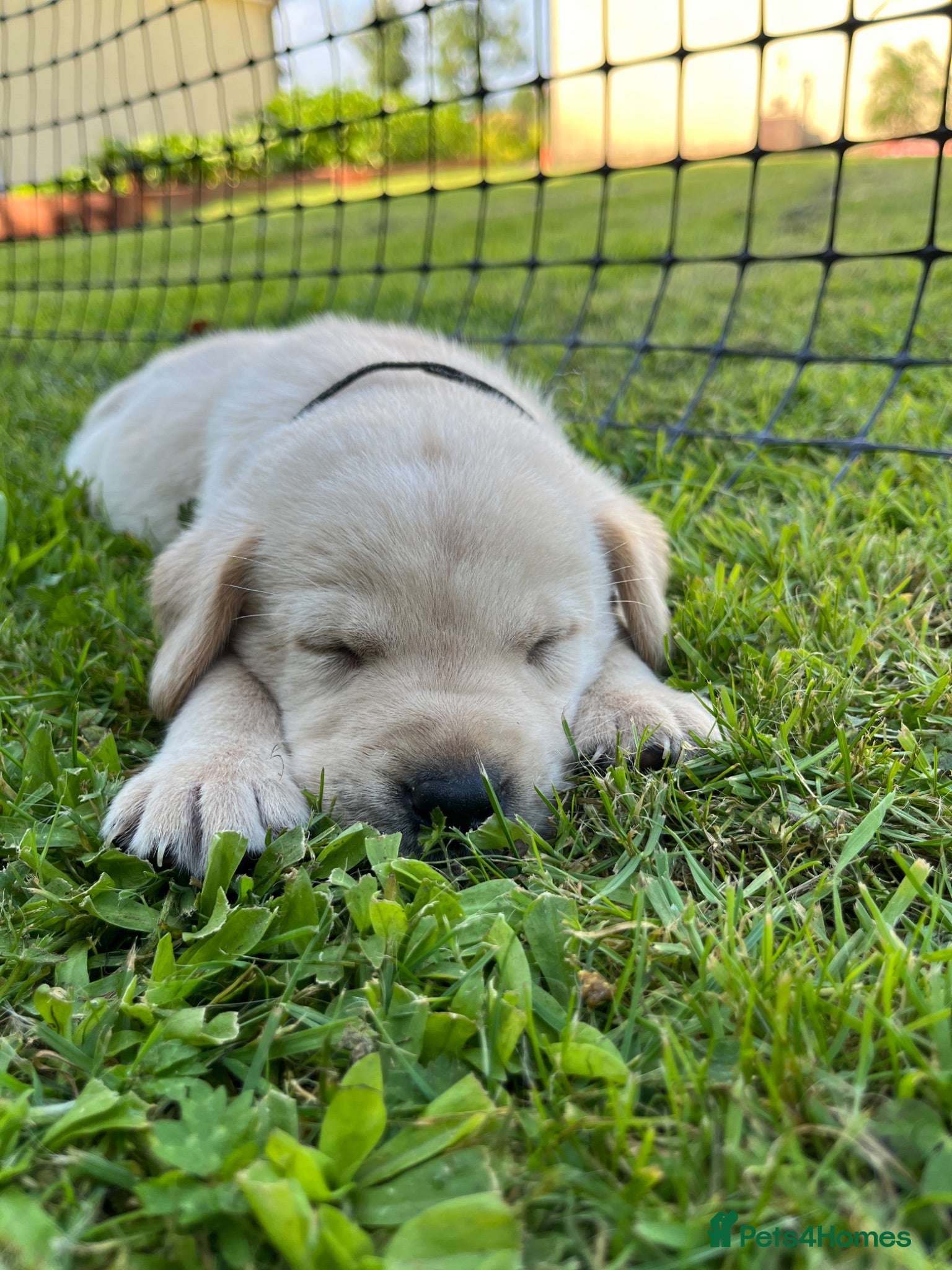 Labrador Retriever dogs Labrador puppies - Advert 2