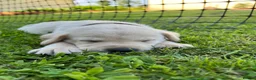 Labrador Retriever dogs for sale: Labrador puppies in Carlisle - Advert 2
