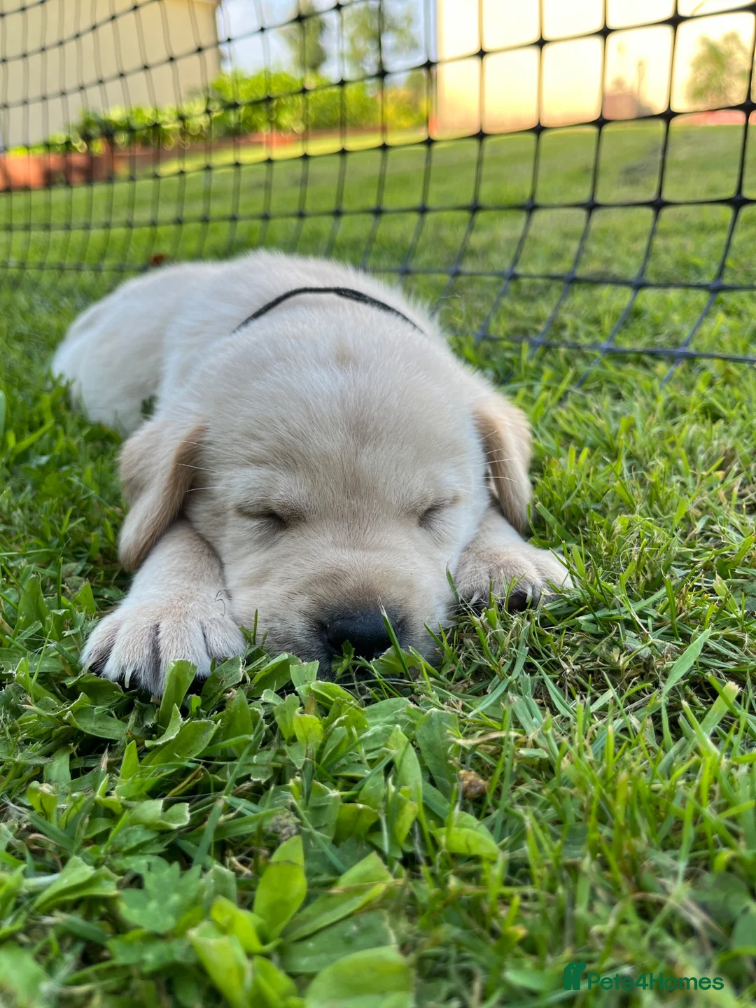 Labrador Retriever dogs for sale: Labrador puppies in Carlisle - Advert 2