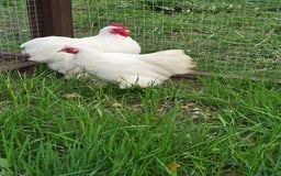 Chickens poultry for sale: White Pekin Bantam Trio - Advert 4