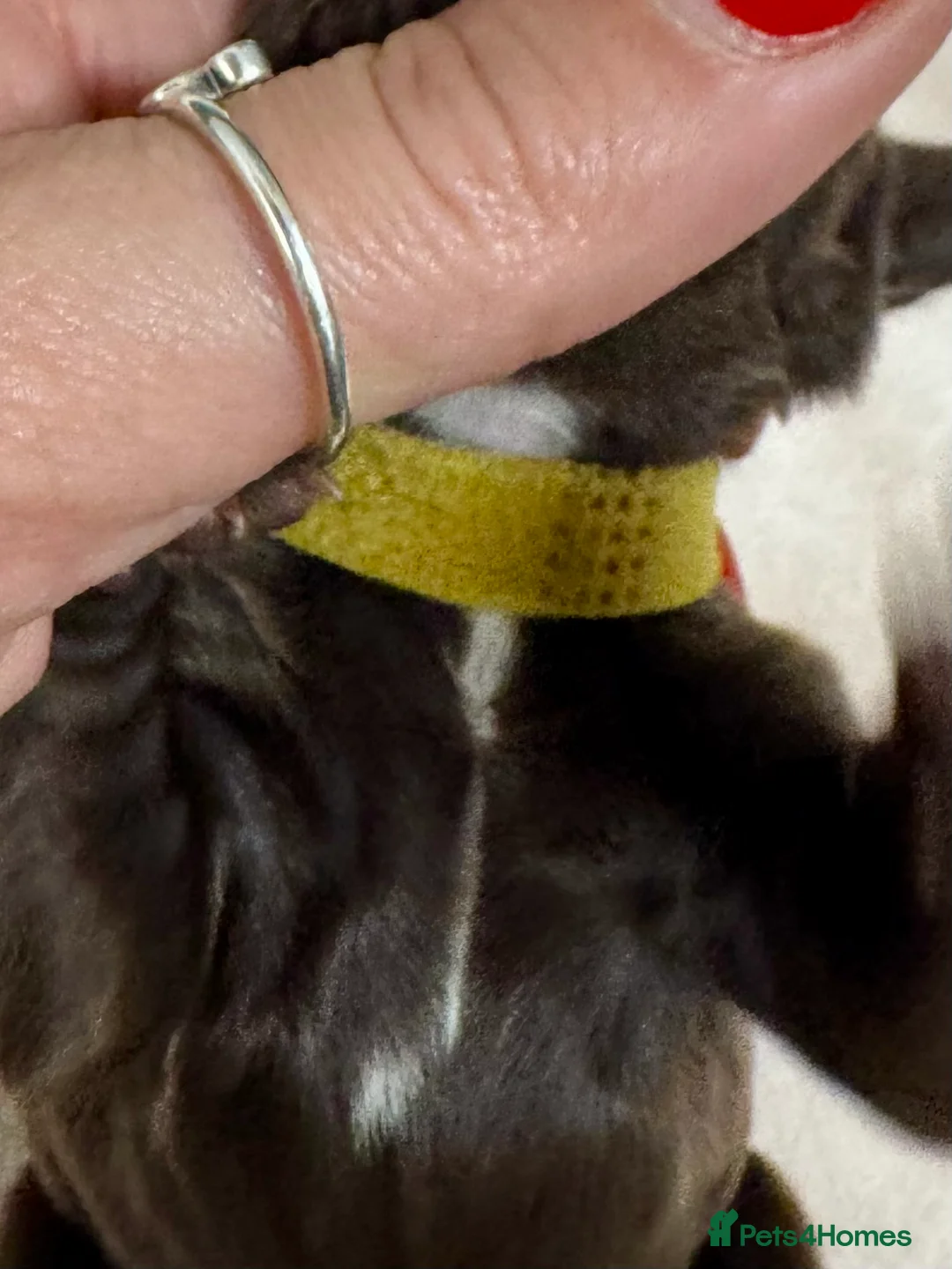 Cocker Spaniel dogs for sale: Kennel club registered  - Advert 14