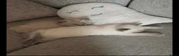 Ragdoll cats for sale: Adorable female ragdoll kittens - Advert 3