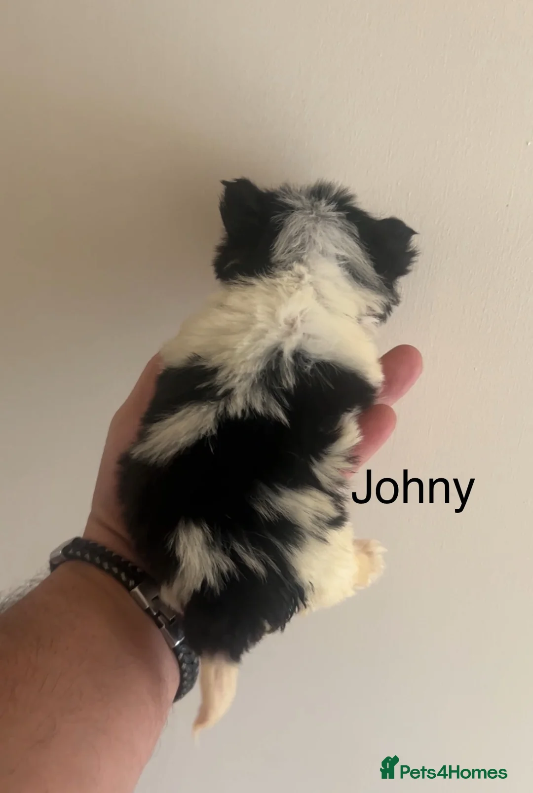 Biewer Terrier dogs for sale: Beautiful Biewer terrier puppies for sale  - Advert 26