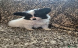 Papillon dogs for sale: Papillion puppys - Image 5
