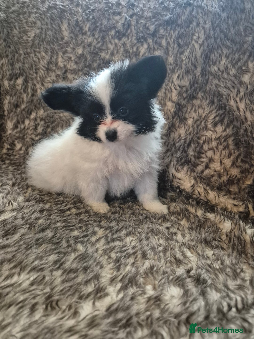 Papillon dogs for sale: Papillion puppys - Image 5