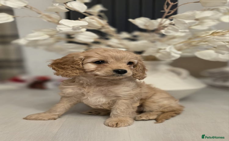 Cavapoo dogs Cavapoo - Advert 16