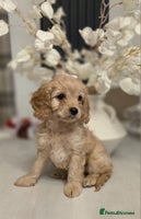 Cavapoo dogs Cavapoo - Advert 11