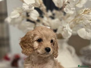 Cavapoo dogs Cavapoo - Advert 5