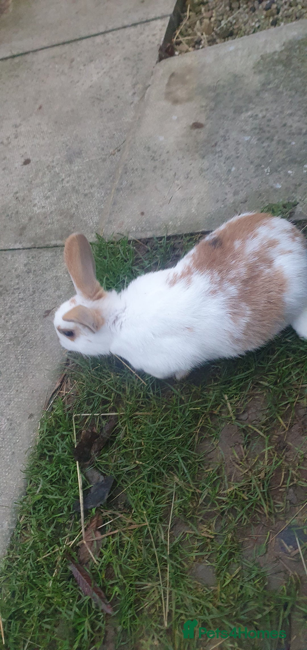 Mixed Breed rabbits for sale: Rabbits - Advert 4