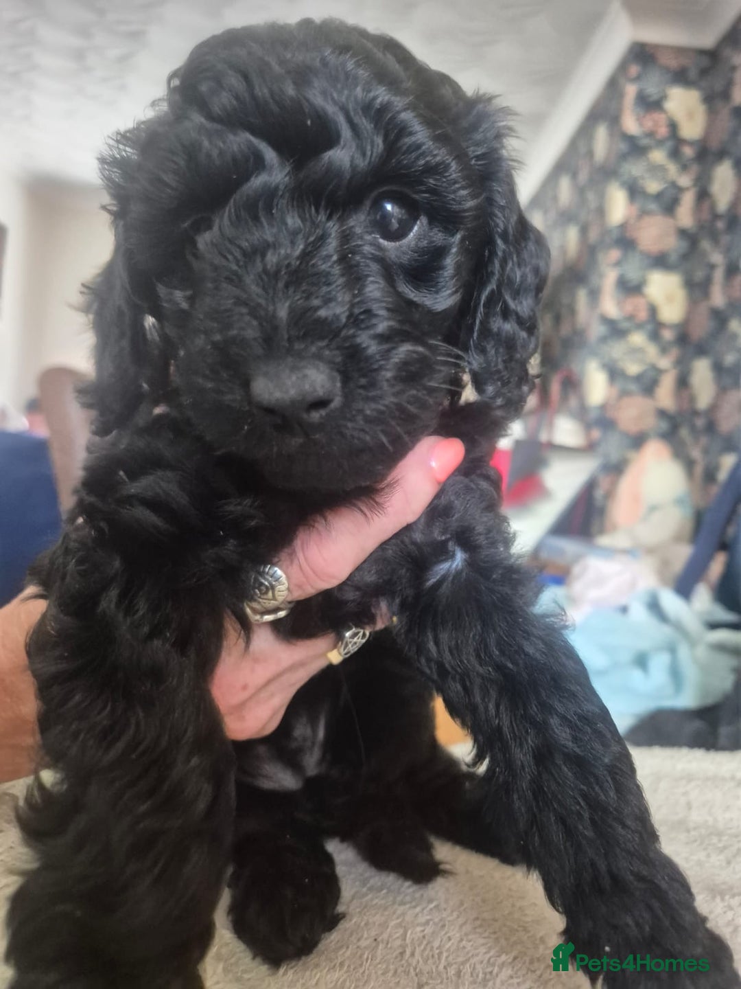 Sproodle dogs for sale: Beautiful Sproodles 1 black girl&1 chocolate boy - Image 8