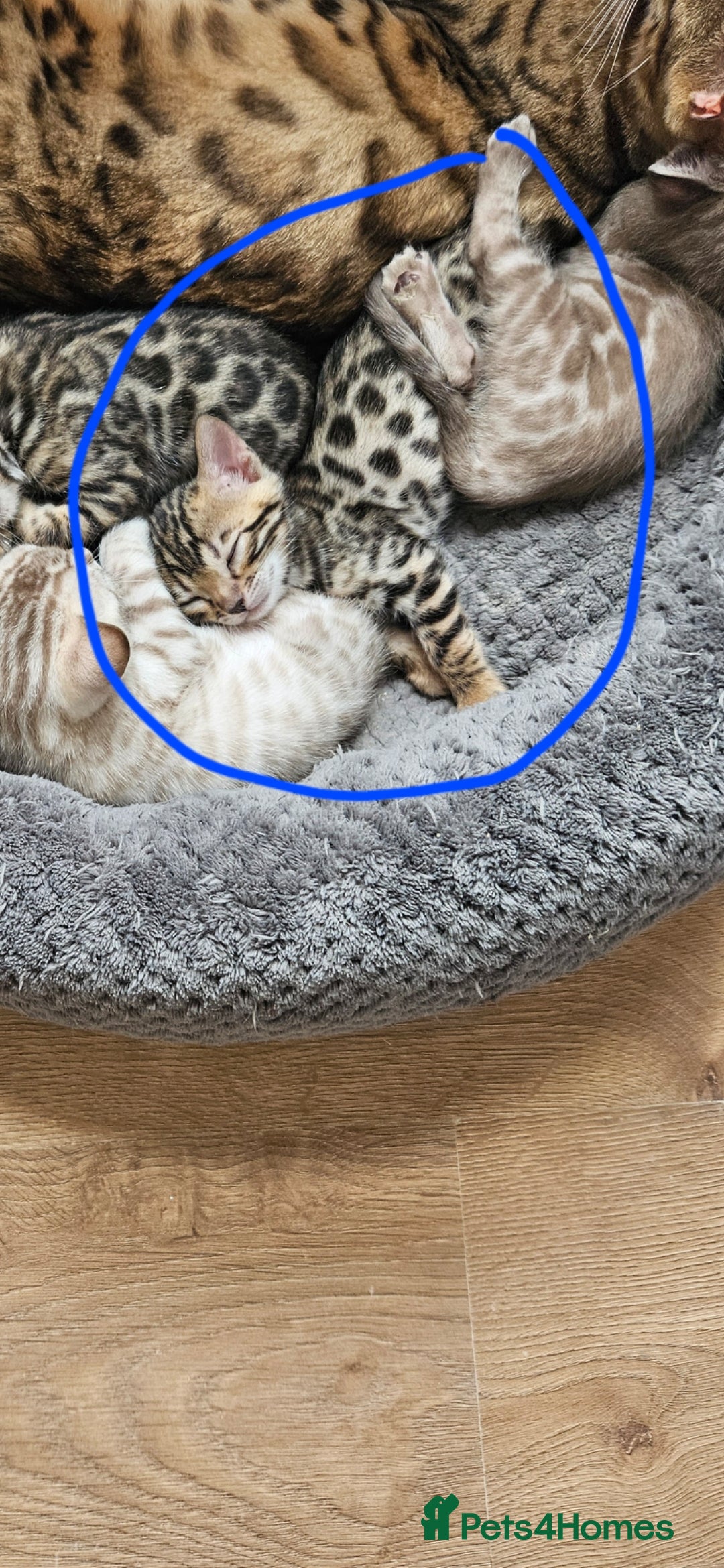 Bengal cats for sale: Male bengal - last kitten left - Image 8