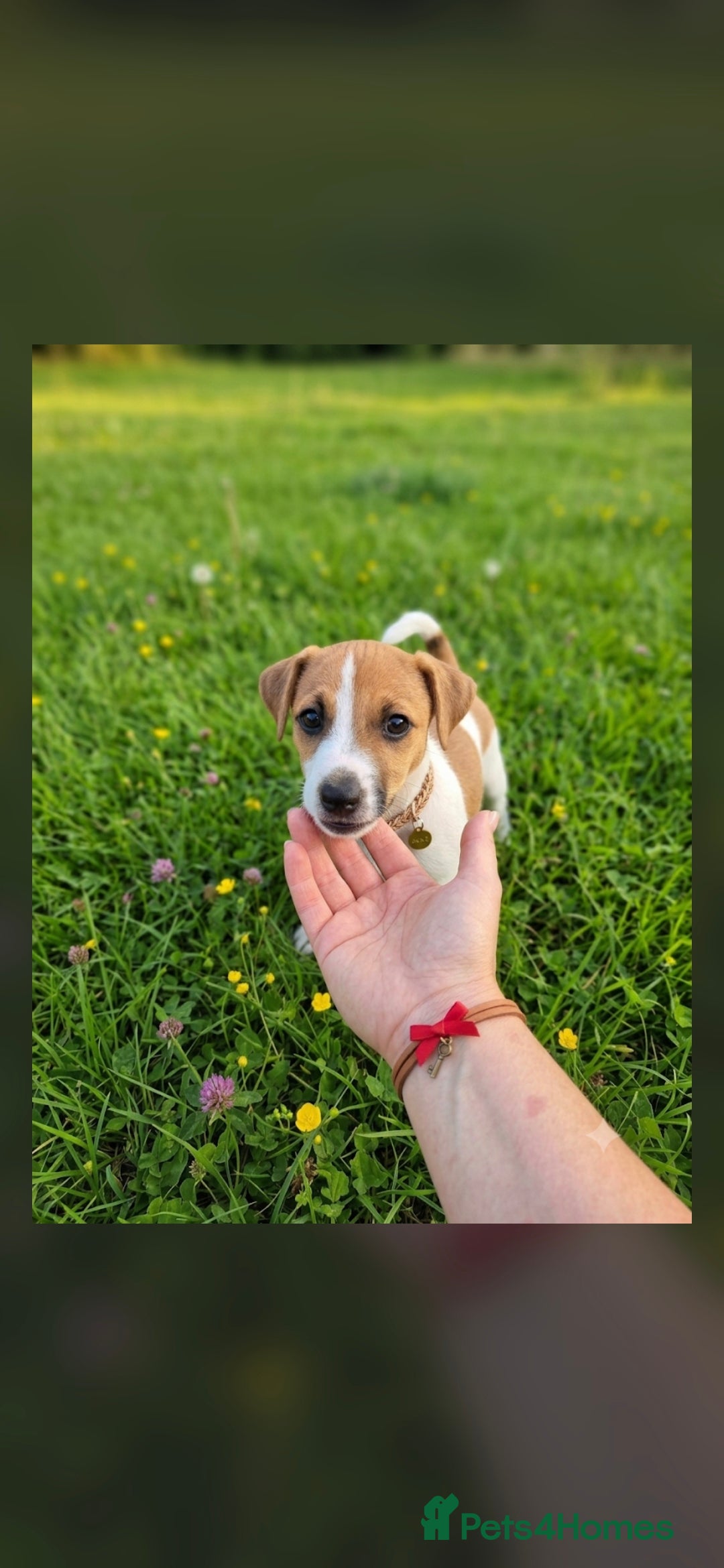 Jack Russell dogs Jack Russel puppies  - Advert 2