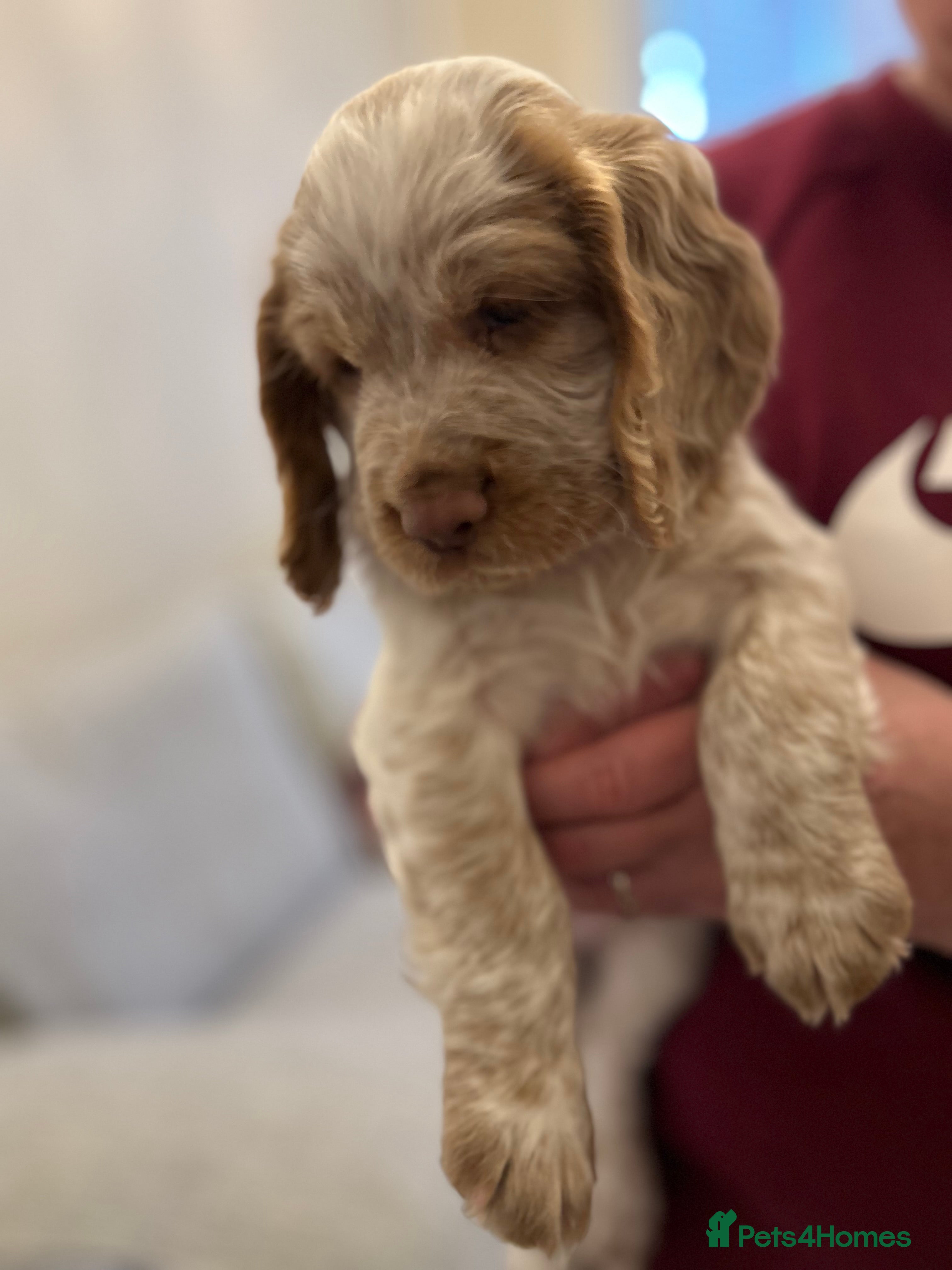 Cocker Spaniel dogs Two very beautiful boys ❤️❤️ - Advert 4