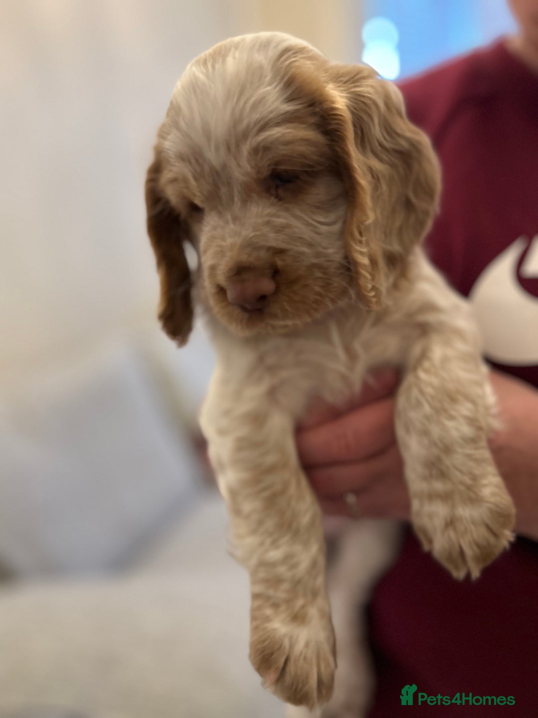 Cocker Spaniel dogs for sale: Two very beautiful boys ❤️❤️ - Advert 1