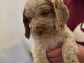 Cocker Spaniel dogs Two very beautiful boys ❤️❤️ - Advert 4