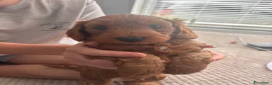 Cockapoo 3