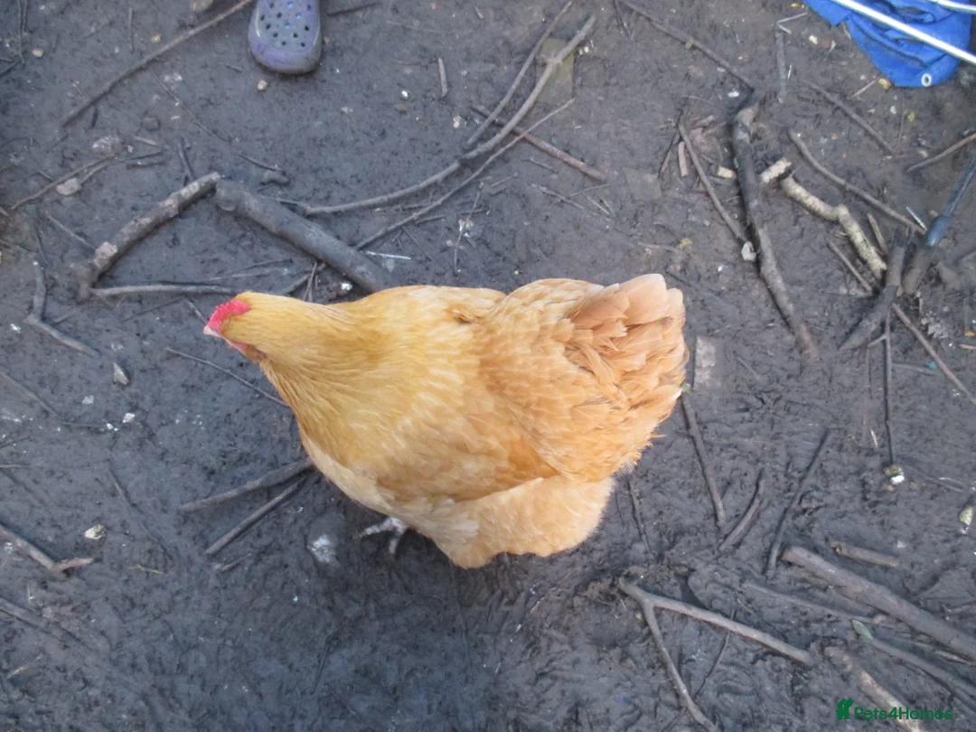 Chickens poultry for sale: 2 x Buff Orpington hens in Shepton Mallet - Advert 4