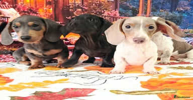 Dachshund dogs - Advert 8