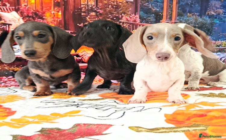 Dachshund dogs - Advert 2