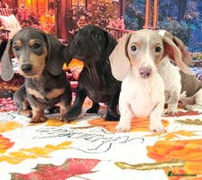 Dachshund dogs - Advert 8