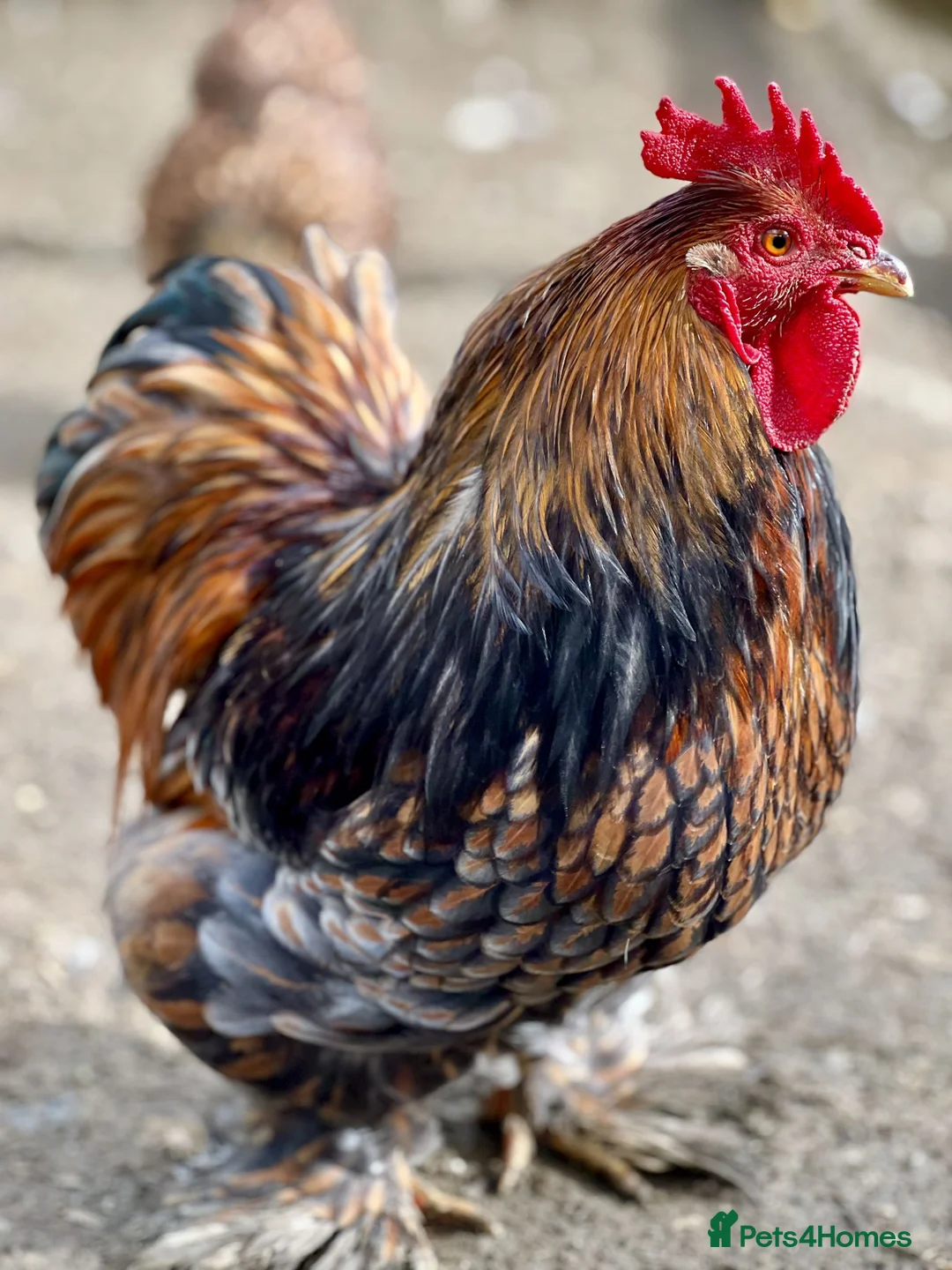 Chickens poultry for sale: Blue Gold Laced Pekin Cockerel - Advert 1