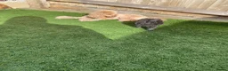 Toy Poodle dogs for sale: toy poodle pups  - Advert 9
