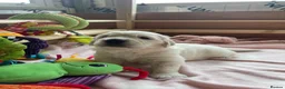 Golden Retriever dogs for sale: Cream Golden Retriever Puppies soon to be born  in Boston - Advert 6