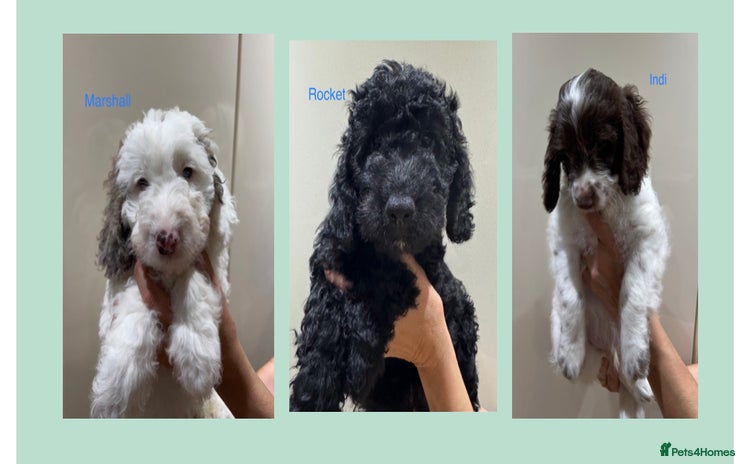 Cockapoo dogs - Advert 2