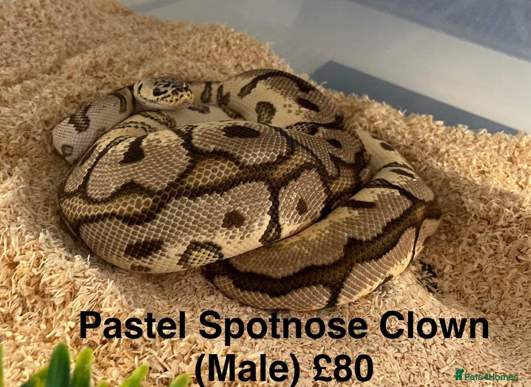Python Snake reptiles for sale: Ball/ Royal Pythons for Sale - Image 6