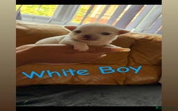 Chihuahua dogs for sale: KC Champion Lines Miniature Chihuahua Puppies - Image 8