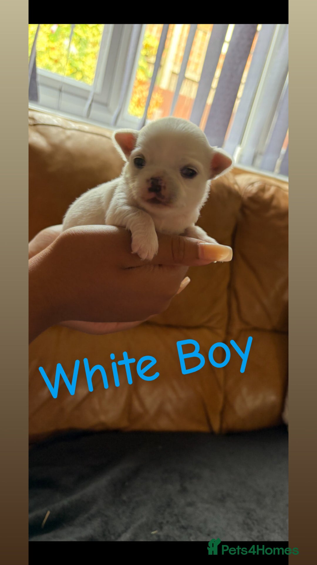 Chihuahua dogs for sale: KC Champion Lines Miniature Chihuahua Puppies - Image 8