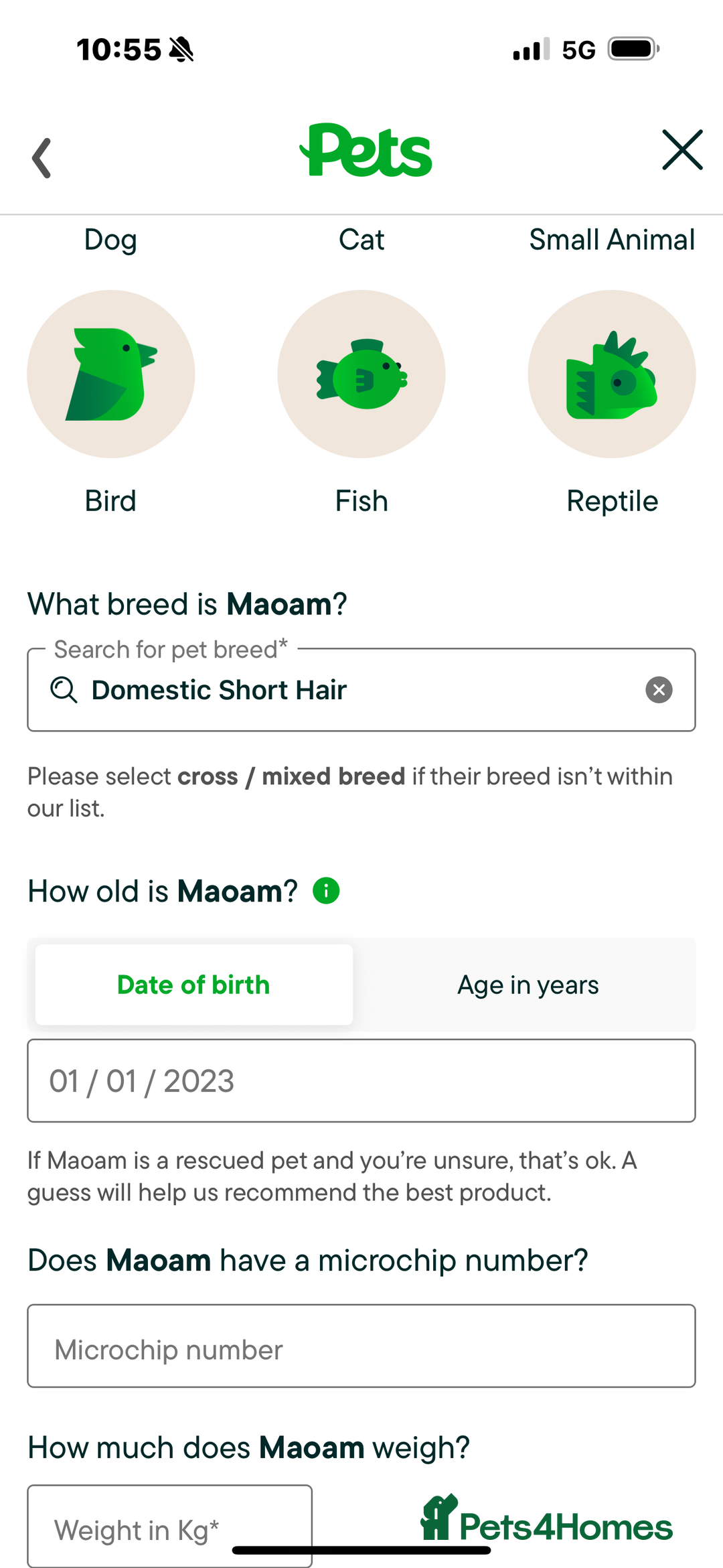 Domestic Shorthair cats for sale: Heartbreakingly a marriage breakup forces rehome - Image 35