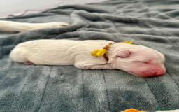 German Shepherd dogs for sale: Beautiful KC Registered White German Shepherd - Image 9