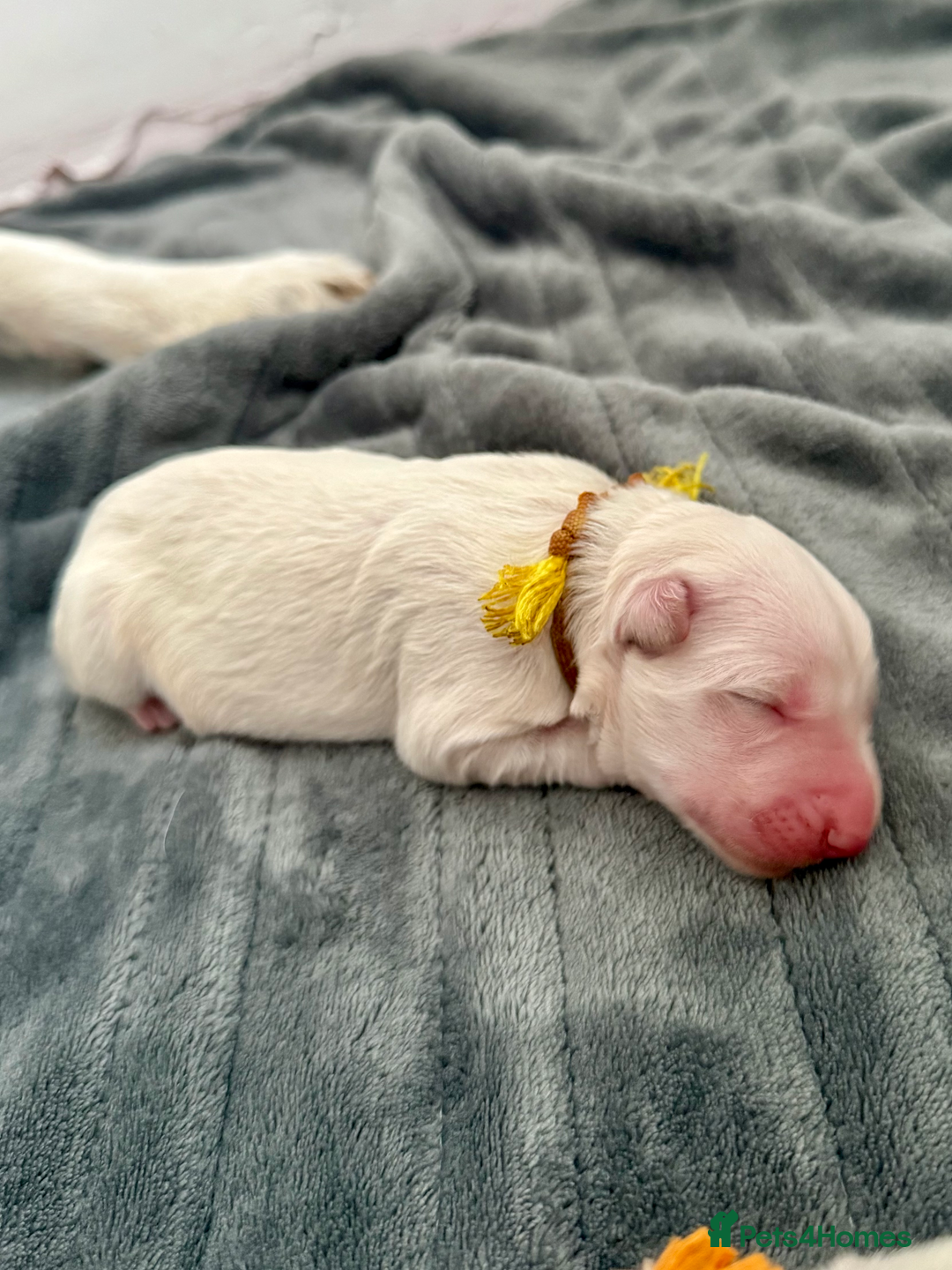 German Shepherd dogs for sale: Beautiful KC Registered White German Shepherd - Image 9