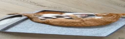 Domestic Shorthair cats for sale:  Gorgeous Ginger & White Male Kitten  - Advert 8