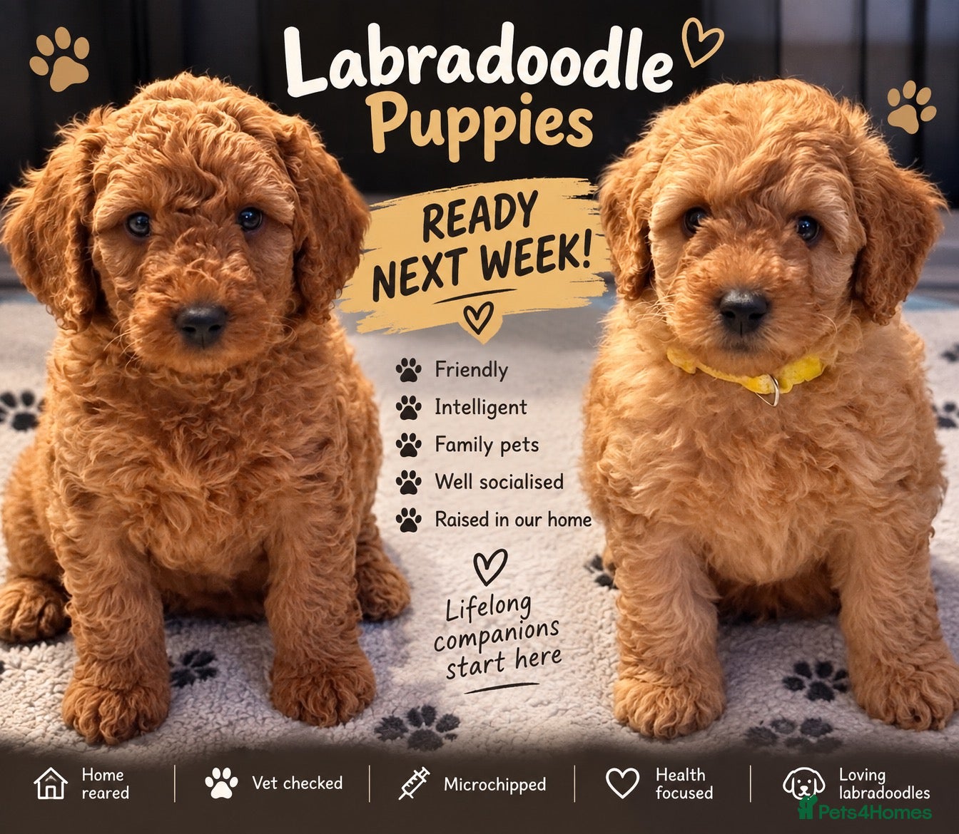 Labradoodle dogs READY TO LEAVE NEXT WEEK F1BB Labradoodle Puppies - Advert 1