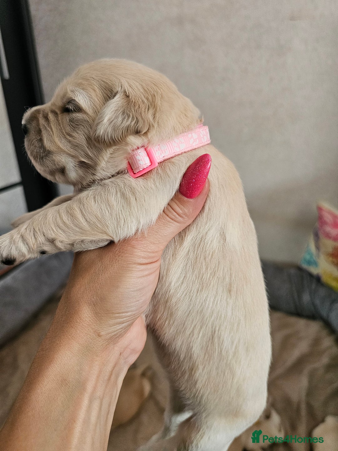 Golden Retriever dogs for sale: Lovely Golden Retriever puppies ❤️  - Image 16