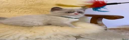 Ragdoll cats for sale: 💙 Stunning Purebred Ragdoll kittens  - Advert 15