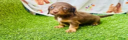 Miniature Dachshund dogs for sale: Long haired miniature dachshund girls - Advert 11